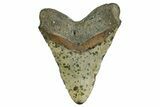 Huge, Fossil Megalodon Tooth - North Carolina #374051-2